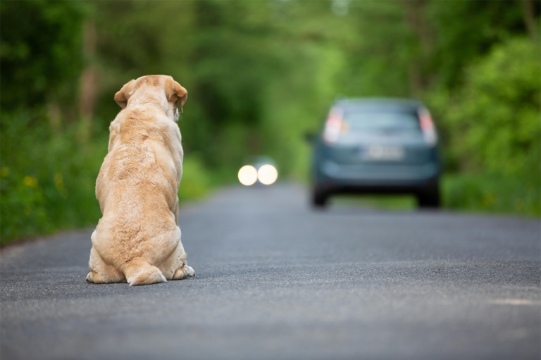 Barano d’Ischia, storia a lieto fine per due cani abbandonati su un lastrico