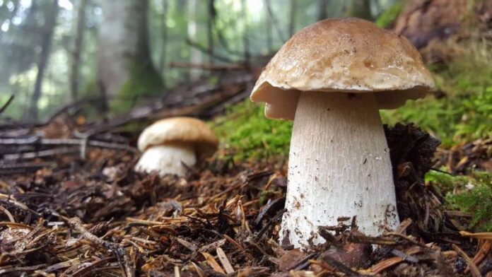 Napoli Funghi Velenosi