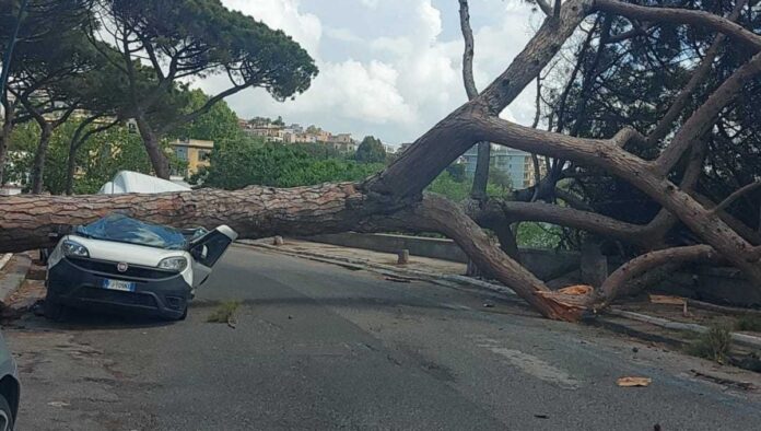 Posillipo Pino Furgone