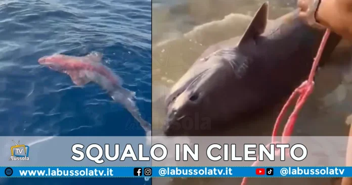 SQUALO CILENTO