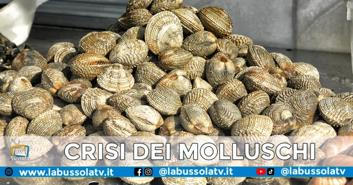 CRISI MOLLUSCHI