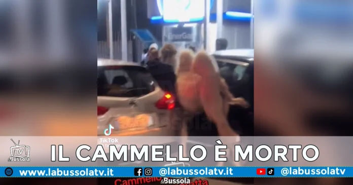 CAMMELLO NAPOLI